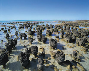 Stromatolites in Shark Bay, Australia
