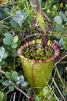 A plant in the form of an upright, bell-shaped pitcher