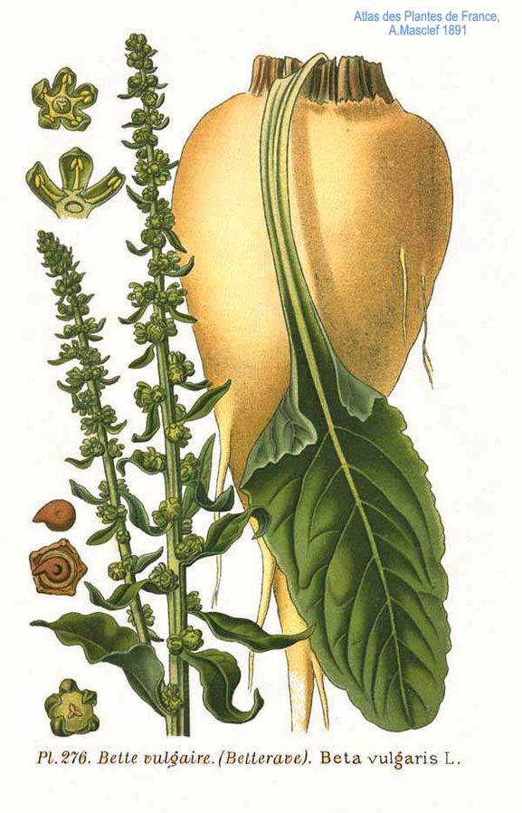 Scientific illustration of sugar beet plant