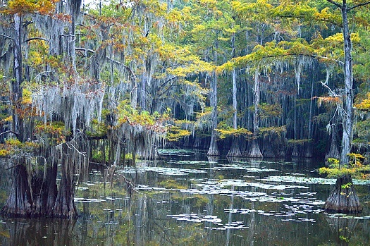 Caddo Lake surrounded by trees
