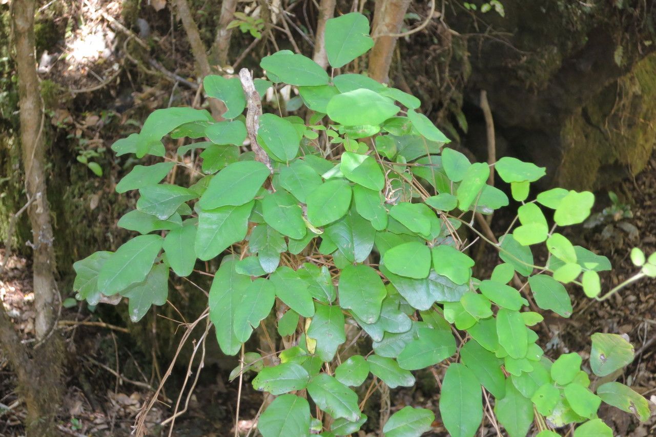Climbing vine with green leaves