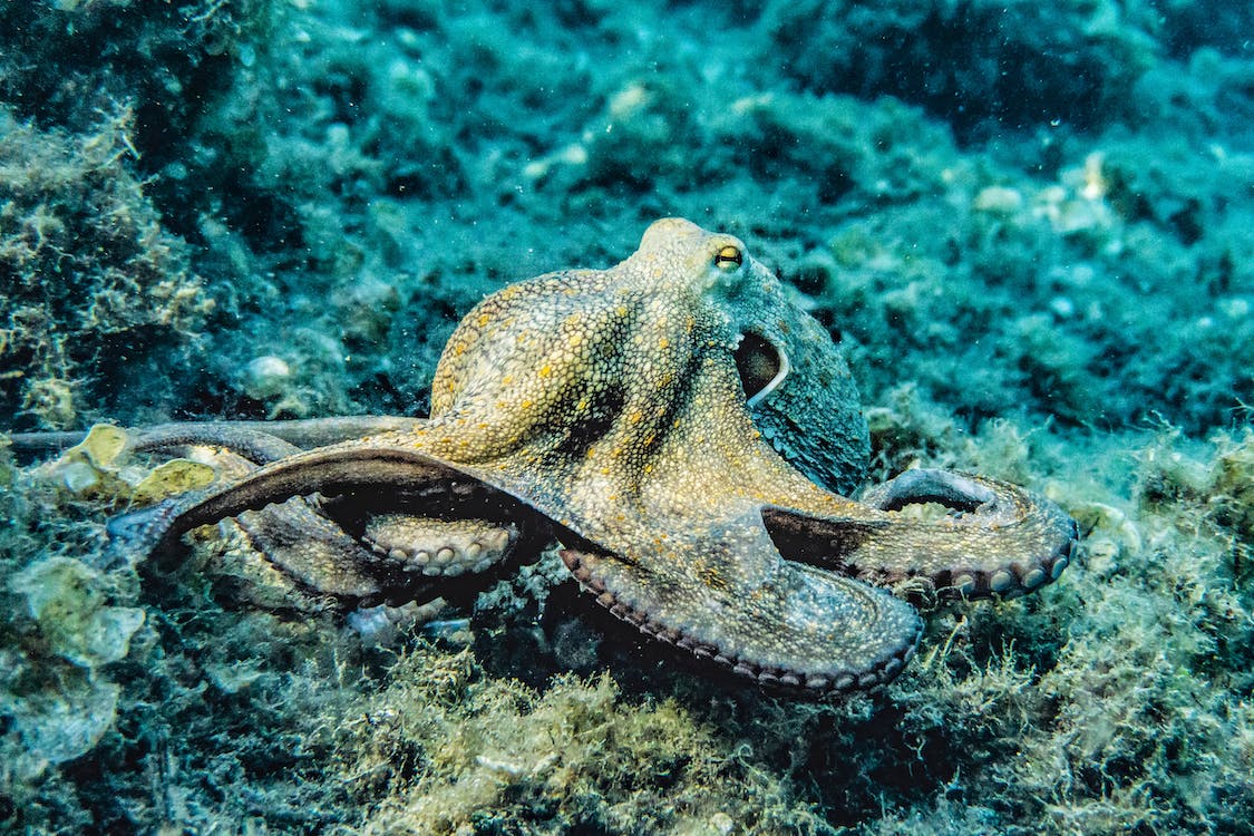 Octopus on the ocean floor