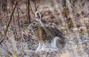 Photo of hare sitting on ground that shows the brown color of its coat with white around the edges