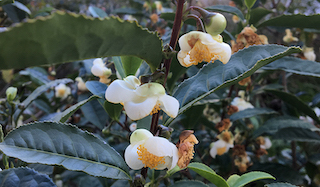 Camellia sinensis