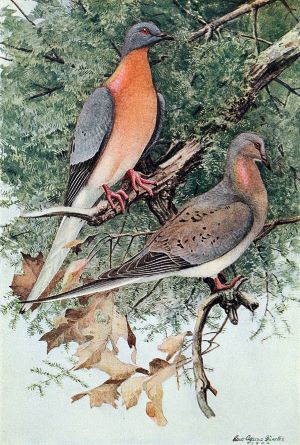 Color illustration of male and female passenger pigeons, showing the male with a more vivid red breast and neck