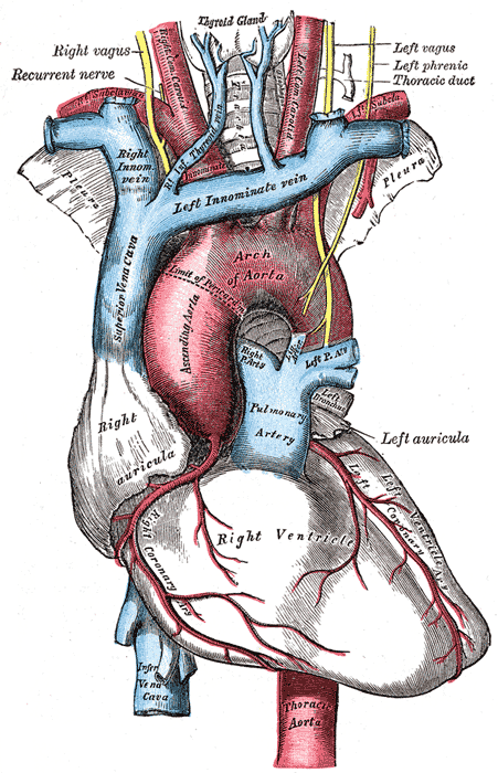 Diagram of the heart